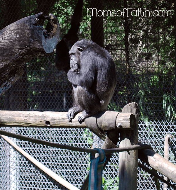 chimp at Lowry Park Zoo in Tampa, FL