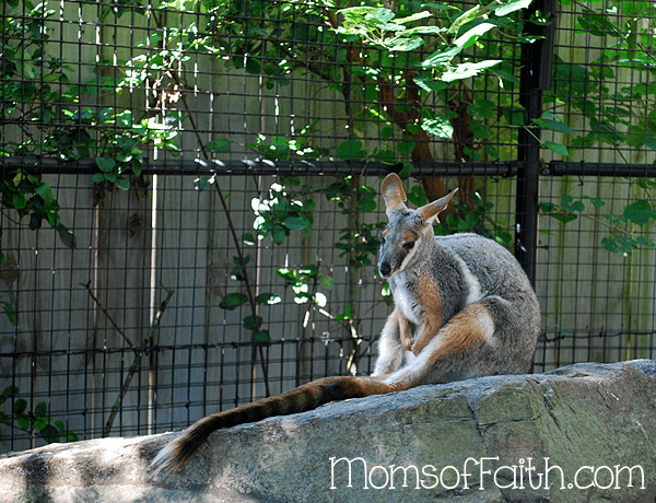 Wallaby at Lowry Park Zoo in Tampa, FL